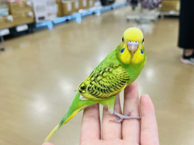 セキセイインコ