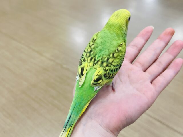 セキセイインコ