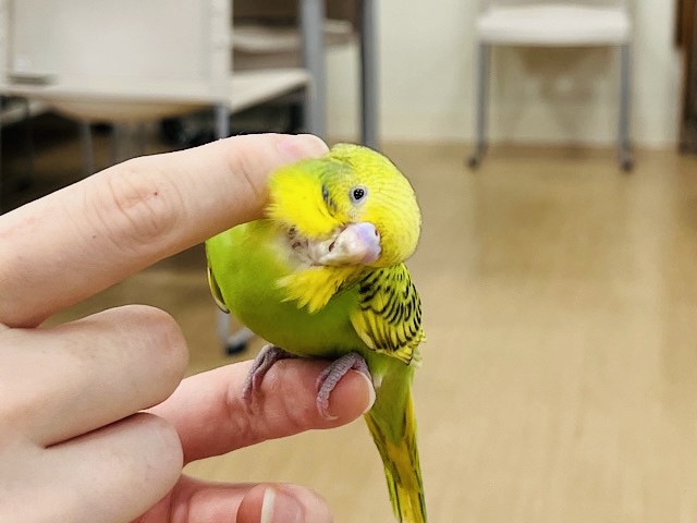 セキセイインコ