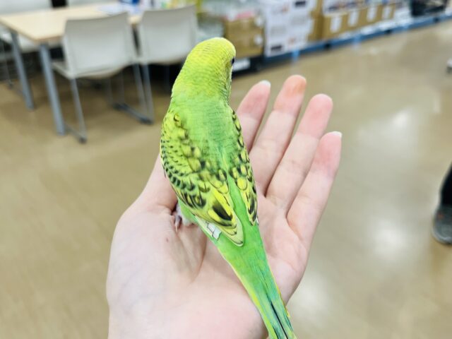 セキセイインコ