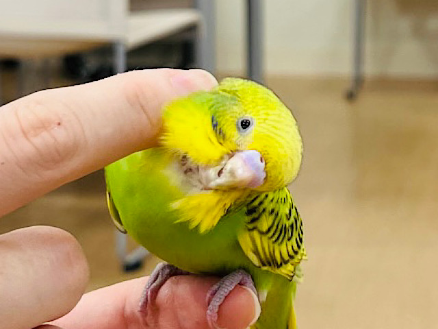 【あと1羽🪶ひとり餌です‪☆】食欲旺盛‪☆賑やかグループ🐣セキセイインコ ヒナ