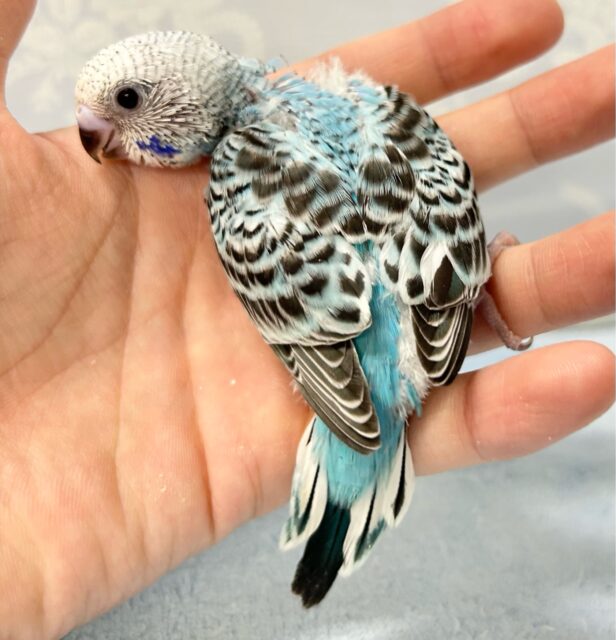 最新画像❣️ひんやり~な爽快ラムネいかが~?🩵🍬セキセイインコ(オパーリン) 2024年6月生まれ セキセイインコ