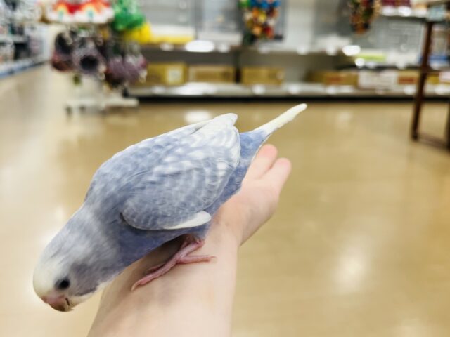 セキセイインコ