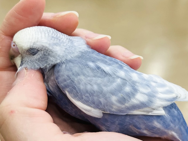 【最新画像更新🪄もうすぐひとり餌‪☆】美鳥♡食欲旺盛元気っ子‪☆‪☆‪☆セキセイインコ(スパングル) ヒナ