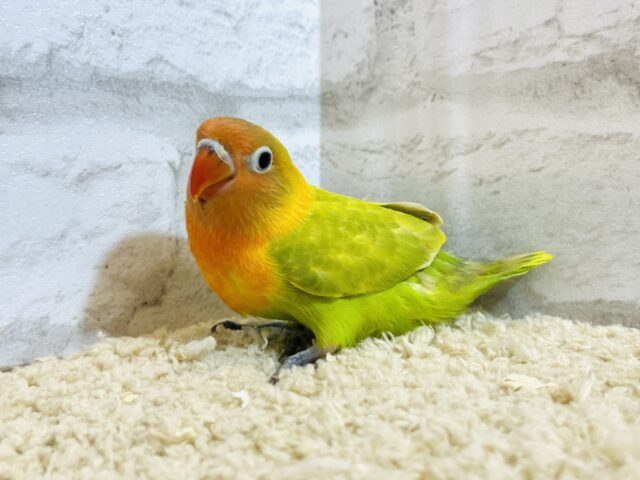 ヤマブキボタンインコ