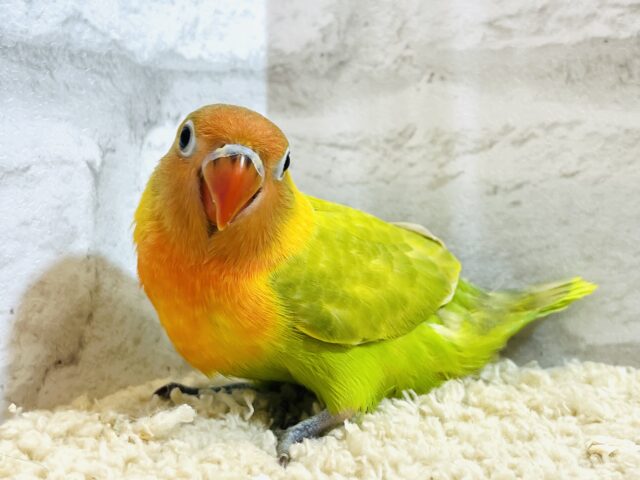 ヤマブキボタンインコ