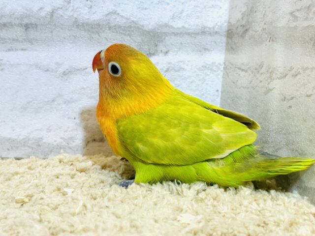 ヤマブキボタンインコ