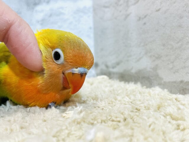 ヤマブキボタンインコ