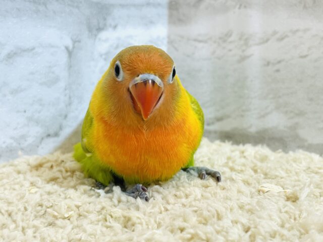 ヤマブキボタンインコ