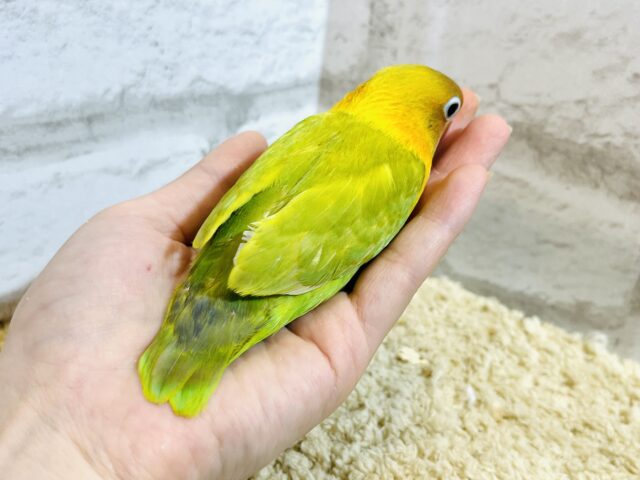 ヤマブキボタンインコ