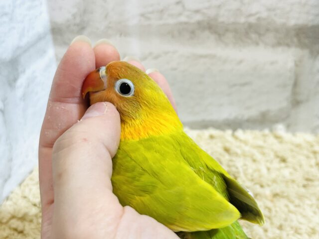 ヤマブキボタンインコ