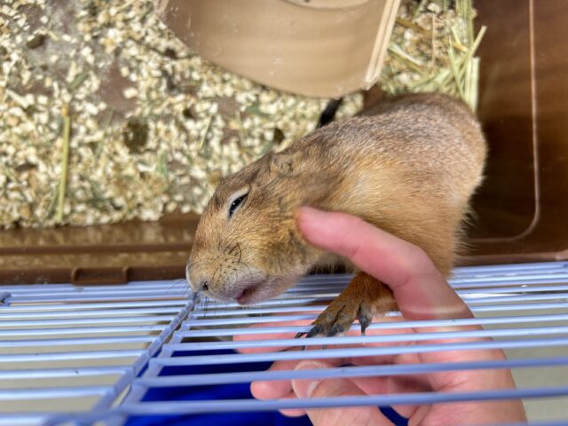 プレーリードッグ