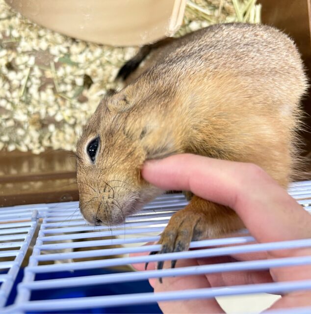 プレーリードッグ