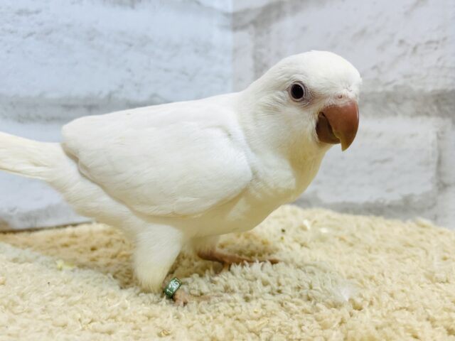 オキナインコ