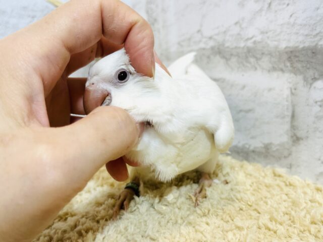 オキナインコ