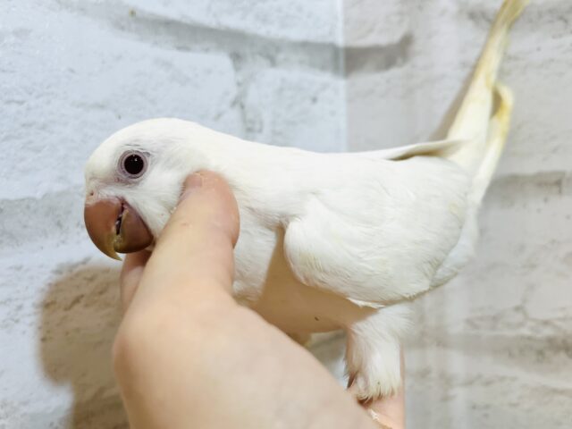 オキナインコ