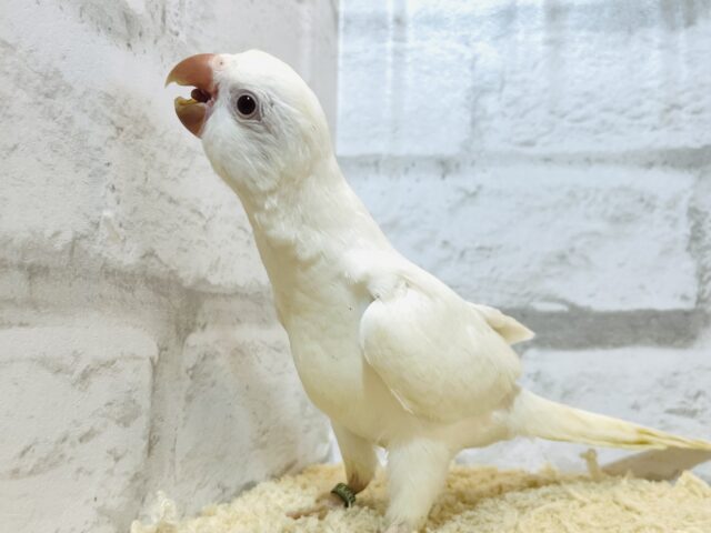 オキナインコ