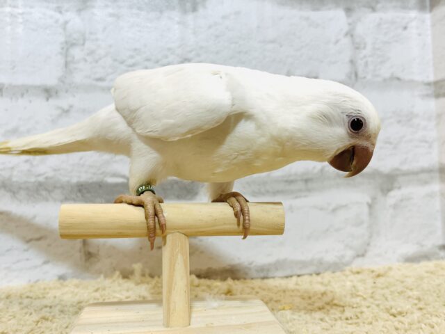 オキナインコ