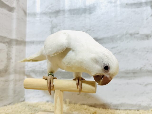 オキナインコ