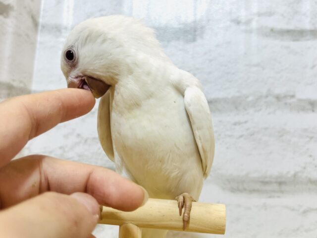 オキナインコ