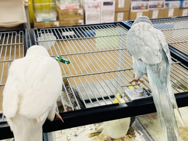 オキナインコ