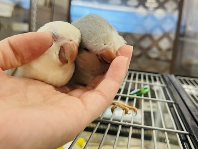 オキナインコ