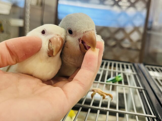 オキナインコ