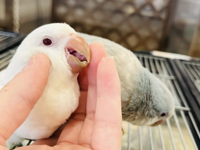 オキナインコ