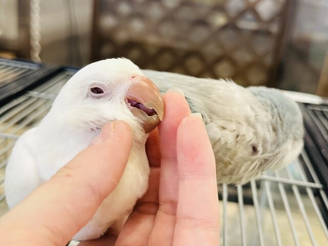 オキナインコ