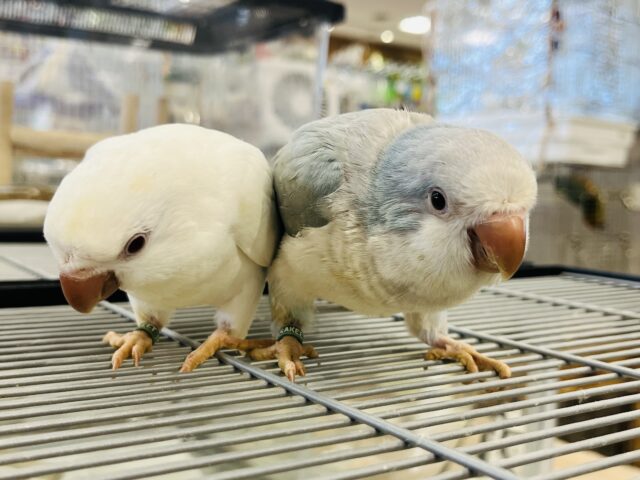 オキナインコ