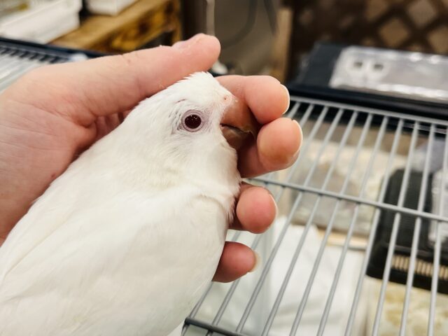 オキナインコ