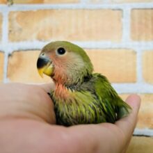 みんな大好き❣️小桜インコ(ノーマル)