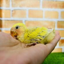 狭いところが好き💖小桜インコさん