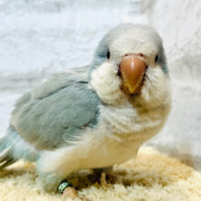 【最新画像・動画更新🪄】水色の天使🧚‍♂️🫧オキナインコ(ブルーオパーリン) ヒナ