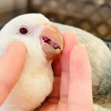 【最新画像・動画更新🪄】天使降臨🪽ついつい気になるあのコ♡オキナインコ(アルビノ) ヒナ