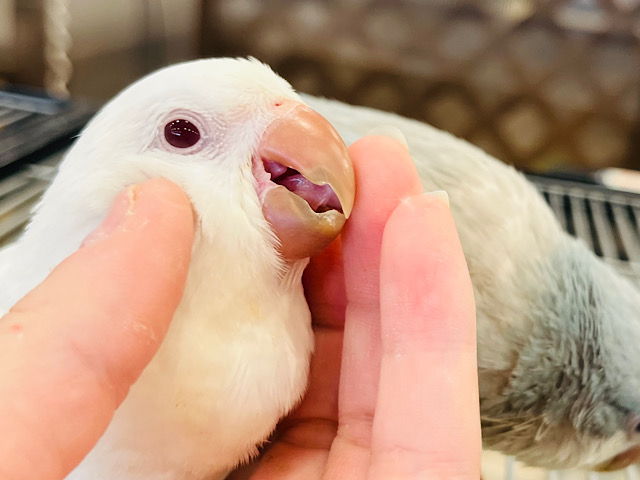 【最新画像・動画更新🪄】天使降臨🪽ついつい気になるあのコ♡オキナインコ(アルビノ) ヒナ