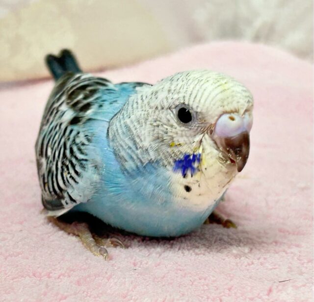 最新画像❣️ひんやり～な爽快ラムネいかが～？🩵🍬セキセイインコ(オパーリン) 2024年6月生まれ