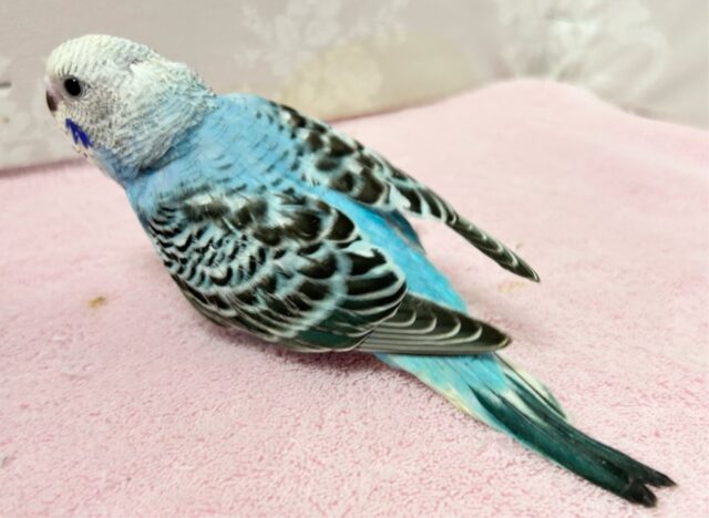 最新画像❣️ひんやり~な爽快ラムネいかが~?🩵🍬セキセイインコ(オパーリン) 2024年6月生まれ セキセイインコ