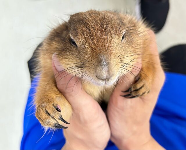 プレーリードッグ