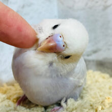淡い藤色がステキです✨セキセイインコ(ライラック) ヒナ