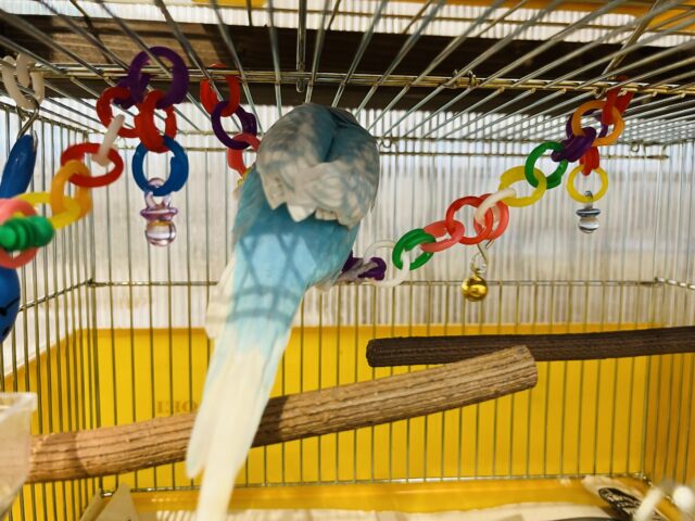 セキセイインコ