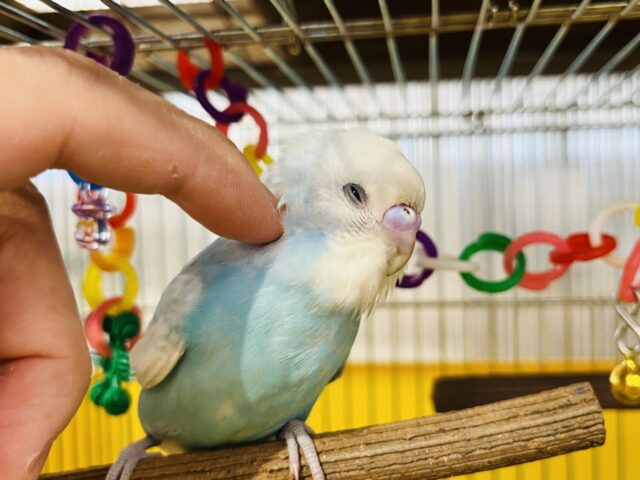 セキセイインコ