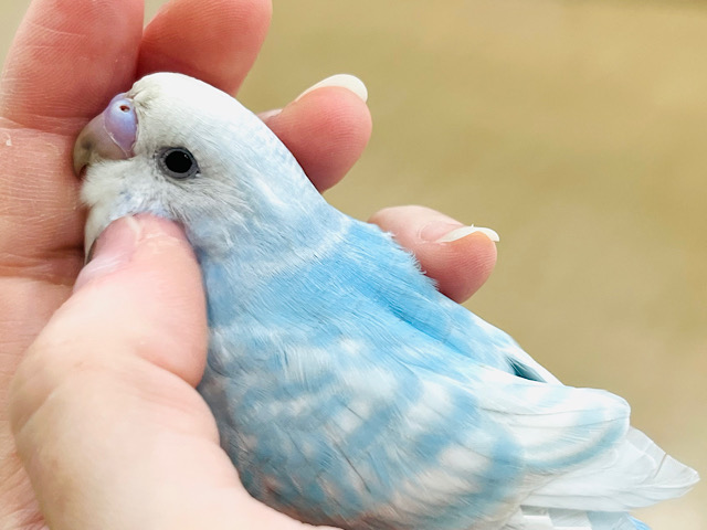 【最新画像更新🪄ひとり餌になりました！】すっきり爽やか🏖青空カラー🫧セキセイインコ(スパングル) ヒナ