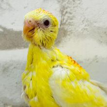 【最新画像更新🪄】わったわた︎☁️わた毛の妖精さん🧚‍♂️美声インコ(ルチノーオパーリン) ヒナ