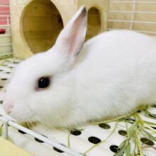 最新画像になりますよ❣️好奇心旺盛❤️ドワーフホト入舎しました〜♪