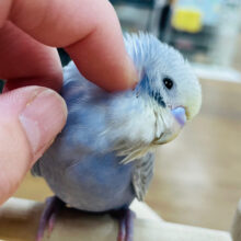 【動画更新🪄ひとり餌になりました⭐︎】ちょっと個性的なカラーです♡セキセイインコ（パステルレインボー）ヒナ