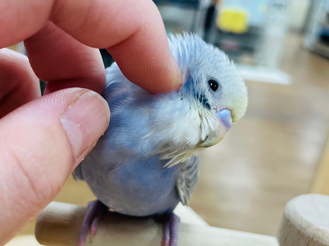 【動画更新🪄ひとり餌になりました⭐︎】ちょっと個性的なカラーです♡セキセイインコ（パステルレインボー）ヒナ