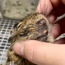 【動画更新🪄】慣らしてみてちょ！デグー（アグーチ）男の子