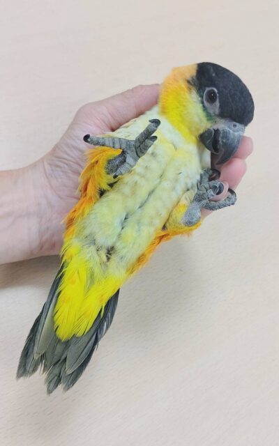 ズグロシロハラインコ