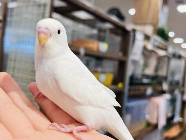 セキセイインコ